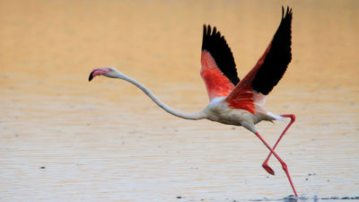 Flamingolar kurtuldu, göçe hazırlanıyor