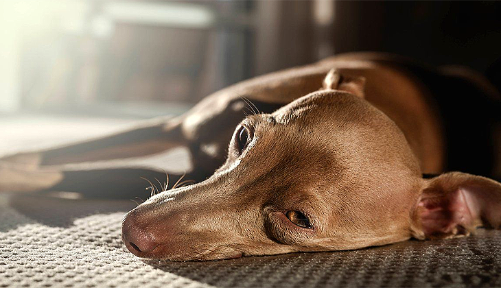 Bir köpeğe sahibinden maymun çiçeği virüsü bulaştı