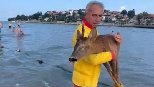 Cankurtaranlar bu kez insan değil geyik kurtardı