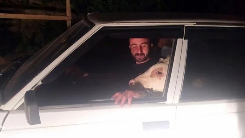 Bunalıma giren buzağısını arabayla gezdirdi