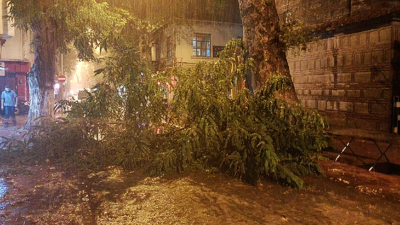 Şiddetli rüzgar Bursa’da yüzyıllık ağacı devirdi