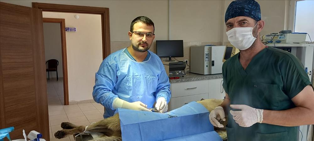 İnegöl’de sokak hayvanları için veterinerlerle işbirliği