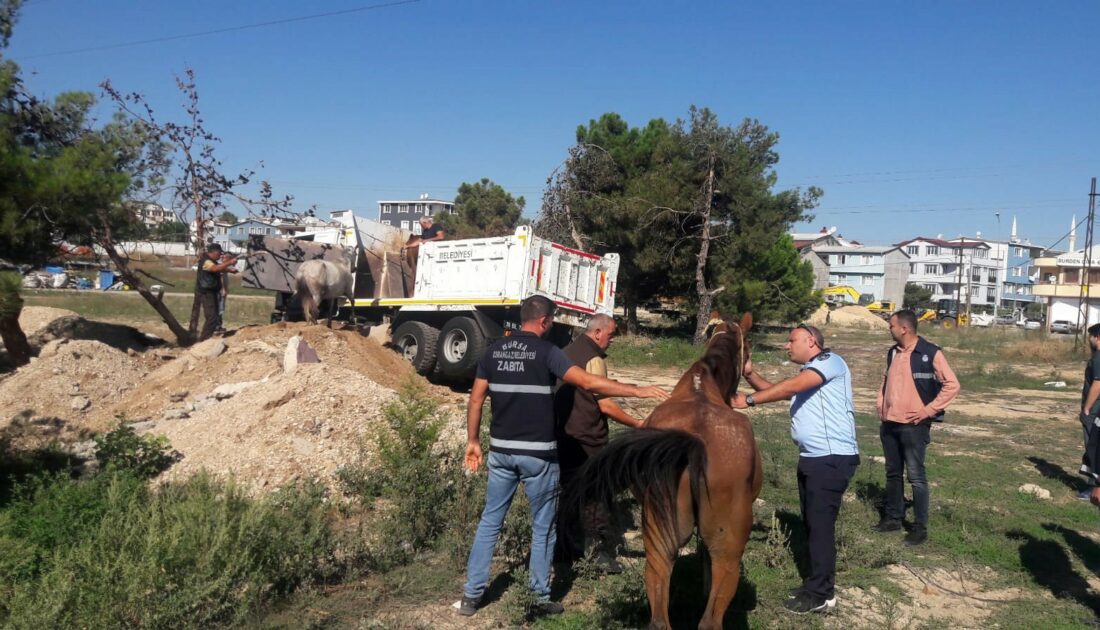 Bursa’da başıboş atlar yakalandı