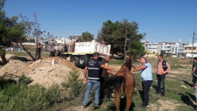 Bursa’da başıboş atlar yakalandı