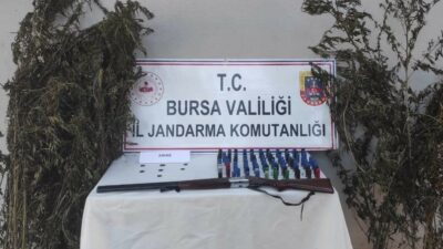 Bursa’da kenevir tarlasına jandarma baskını