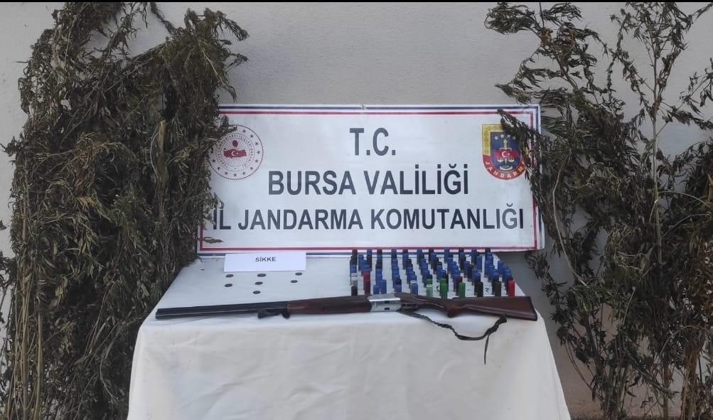 Bursa’da kenevir tarlasına jandarma baskını