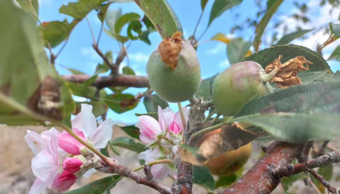 Elma ağacı eylülde çiçek açtı