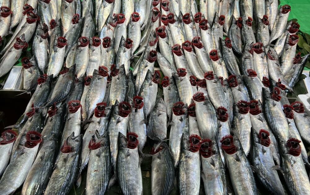 Balıkçılardan tüketicilere ‘palamut’ uyarısı!