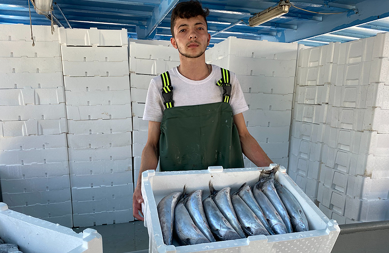Karadeniz’de palamut bolluğu: Tonlarca balıkla dönüyorlar