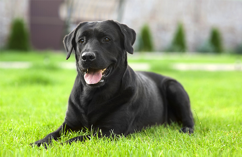 Köpekler strese bağlı nefes değişikliklerini algılayabiliyor