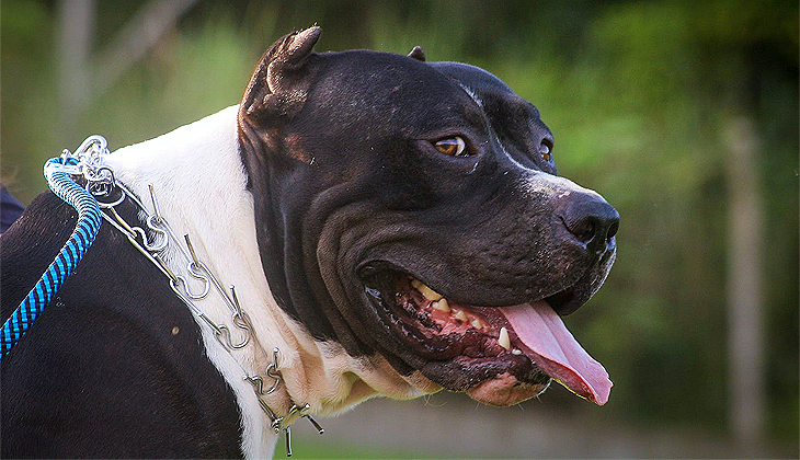 Yasaklı ırk köpeği ağızlıksız gezdiren kişiye 33 bin lira ceza