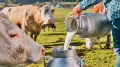 Çiğ süt destekleri ödeniyor! Süt üreticisi 1 liralık desteği son kez alacak