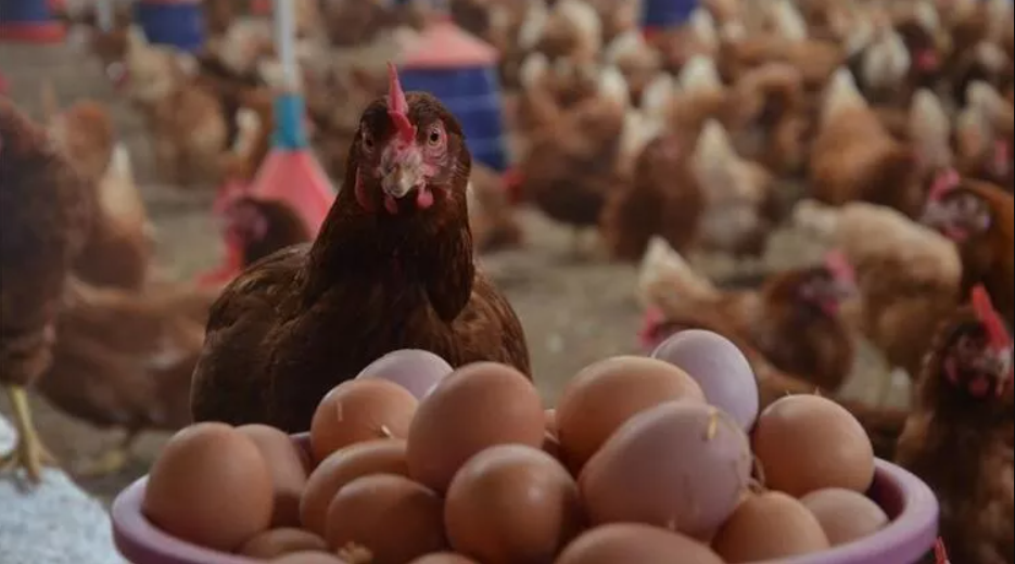 Tavuk uçamıyor ama yumurtası ‘uçuyor!’