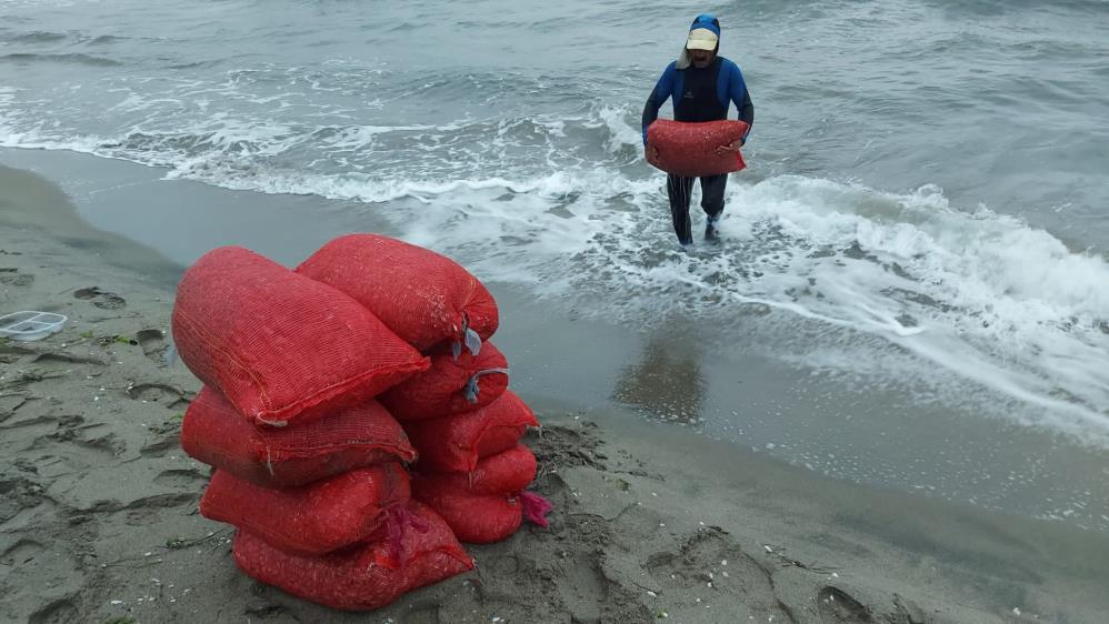 Bursa’da 2 ton kaçak midye ele geçirildi