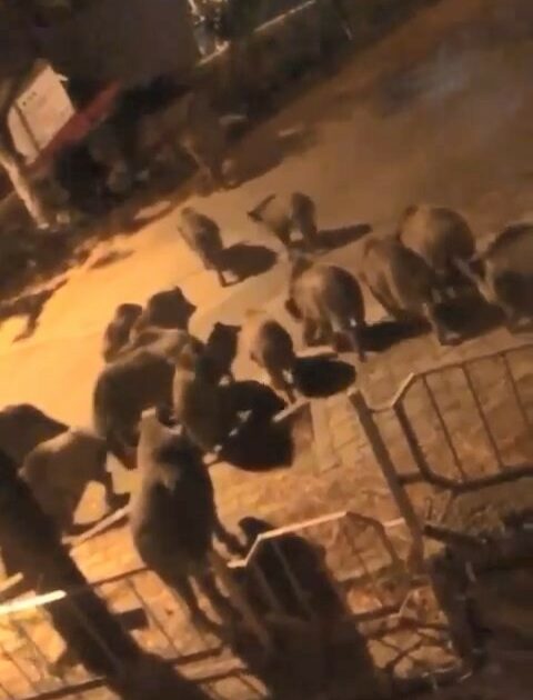 Bursa’da aç kalan domuzlar şehre indi
