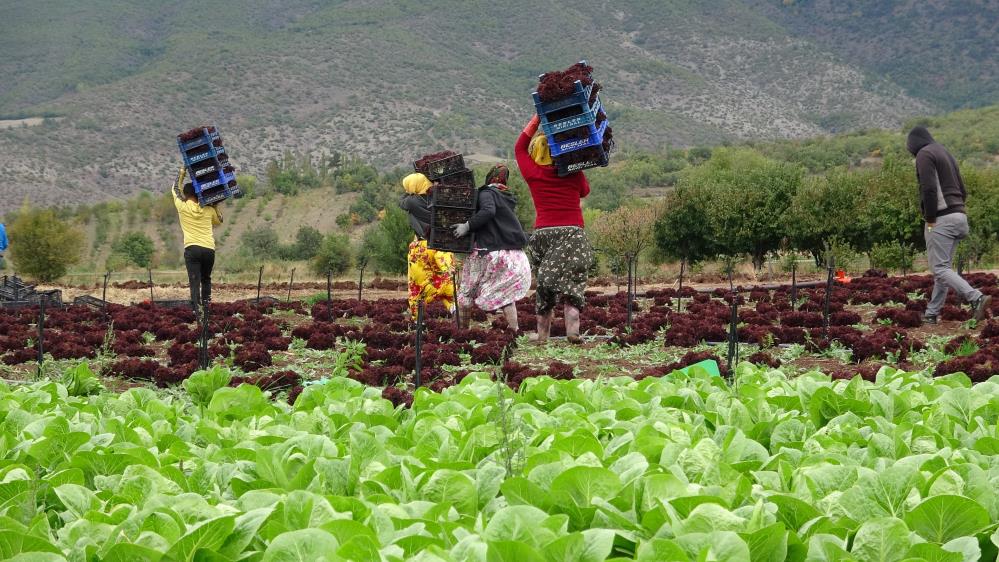 Marul fiyatları yüzde 50 düştü!