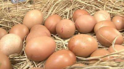 Yumurta fiyatları son 1 ayda ikiye katlandı