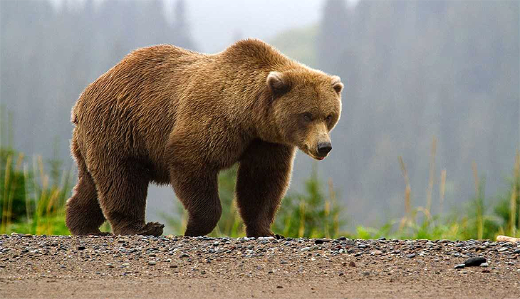 Erzincan’da ayı saldırısına uğrayan kadın ağır yaralı