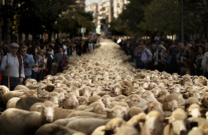 Madrid’de koyunlar şehre indi