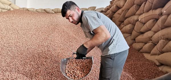 TMO, üreticilerden 150 bin ton fındık aldı