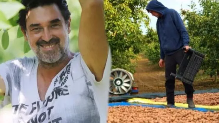 Burak Hakkı ceviz hasadına başladı
