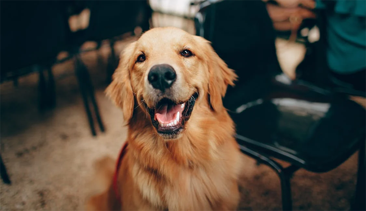 İnsanlar köpeklerini kişilik özelliklerine göre seçiyor