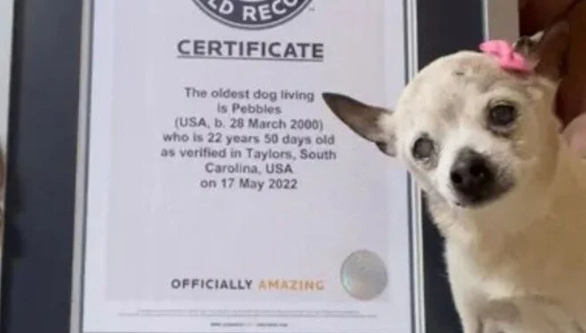 Dünyanın en yaşlı köpeği Pebbles hayatını kaybetti