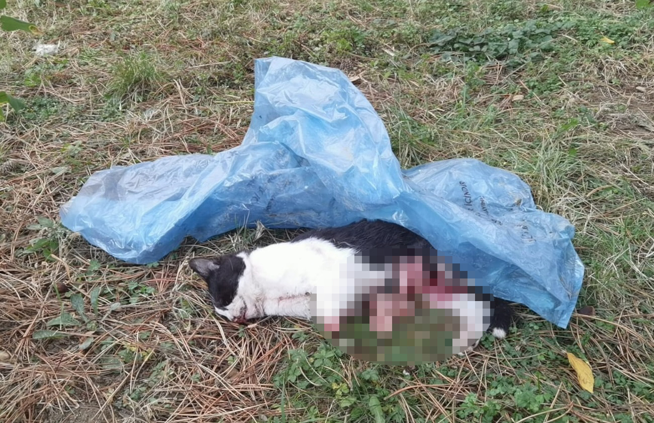 Bursa’da yavru kedi patileri kesilmiş halde ölü olarak bulundu