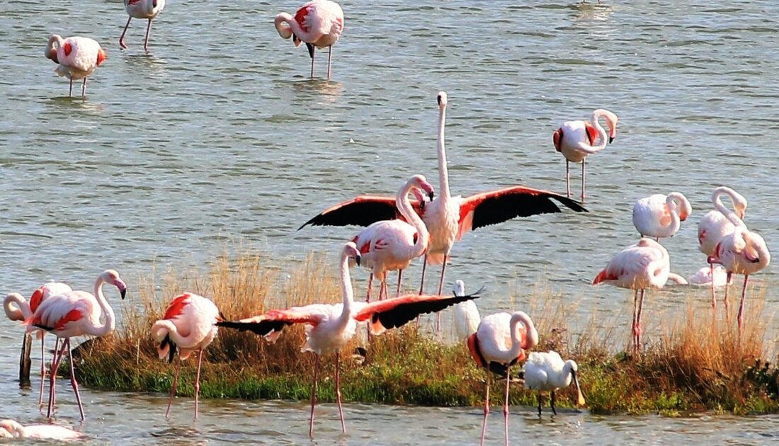Kuş Oteli’nde flamingo sayısı bin 250’ye ulaştı