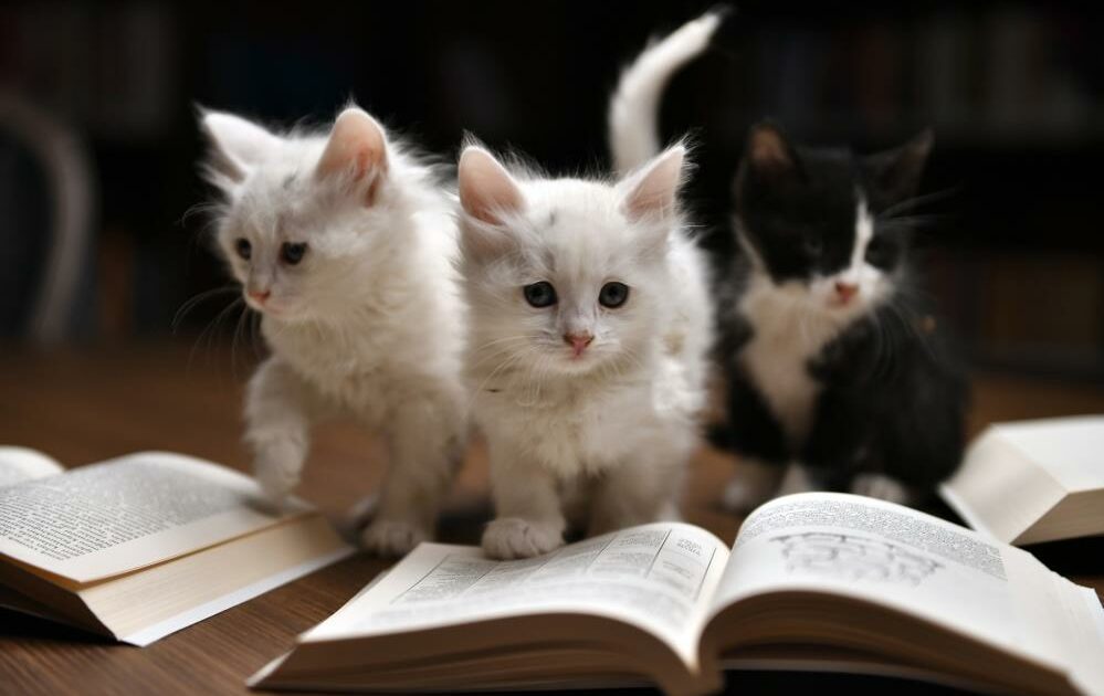 Bursa’da edebiyatseverler Kedili Tekke’de buluştu