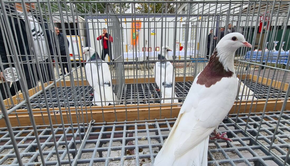 2022’nin en güzel dolapçı güvercinleri seçildi