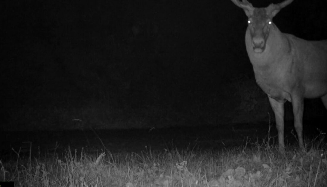 Bursa’da kızıl geyiklerin yaban hayatı fotokapana yansıdı