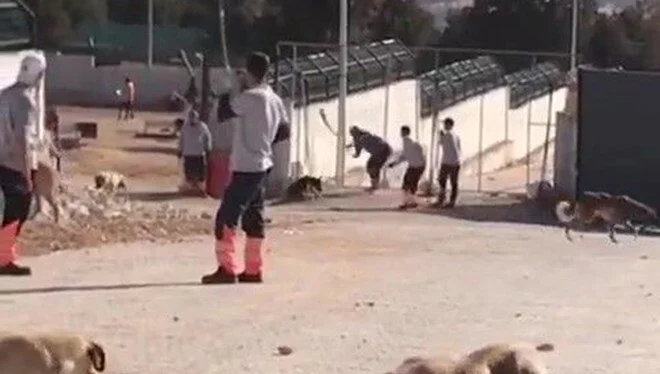 Köpek katliamına ünlülerden tepki