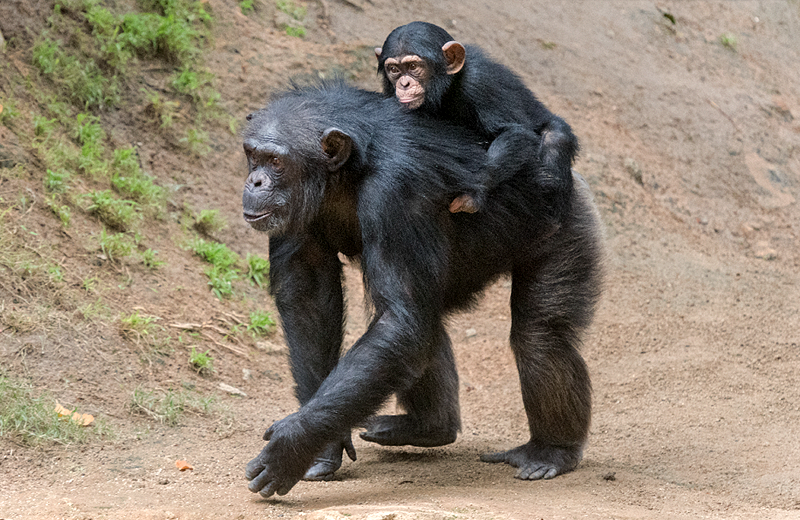 Anne şempanzenin bebeğine kavuşma anı duygulandırdı