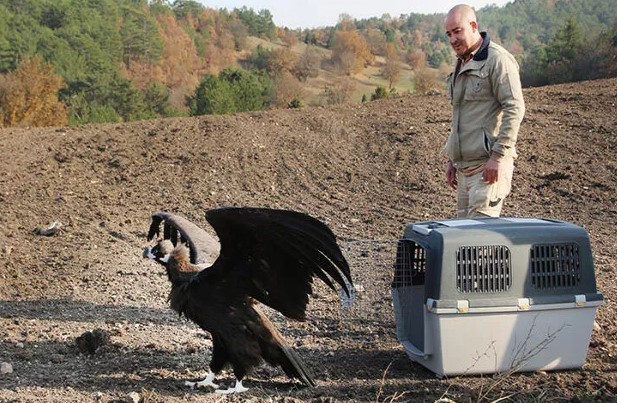 Yaralı akbaba ve atmaca, tedavilerinin ardından doğaya salındı