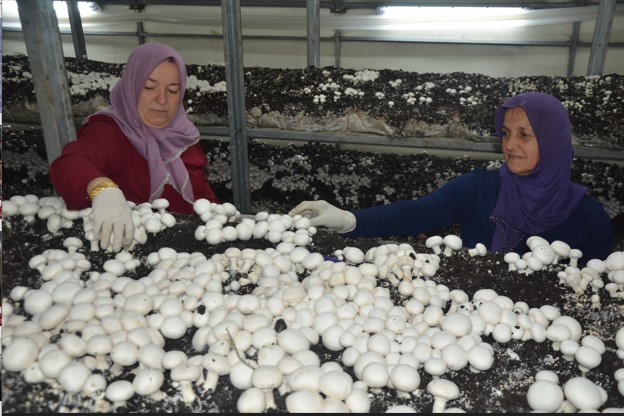 Kurduğu mantar tesisinde taleplere yetişemiyor