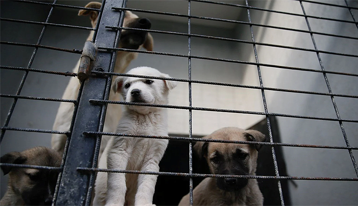 Barınakta köpek ölümleri iddiasına inceleme