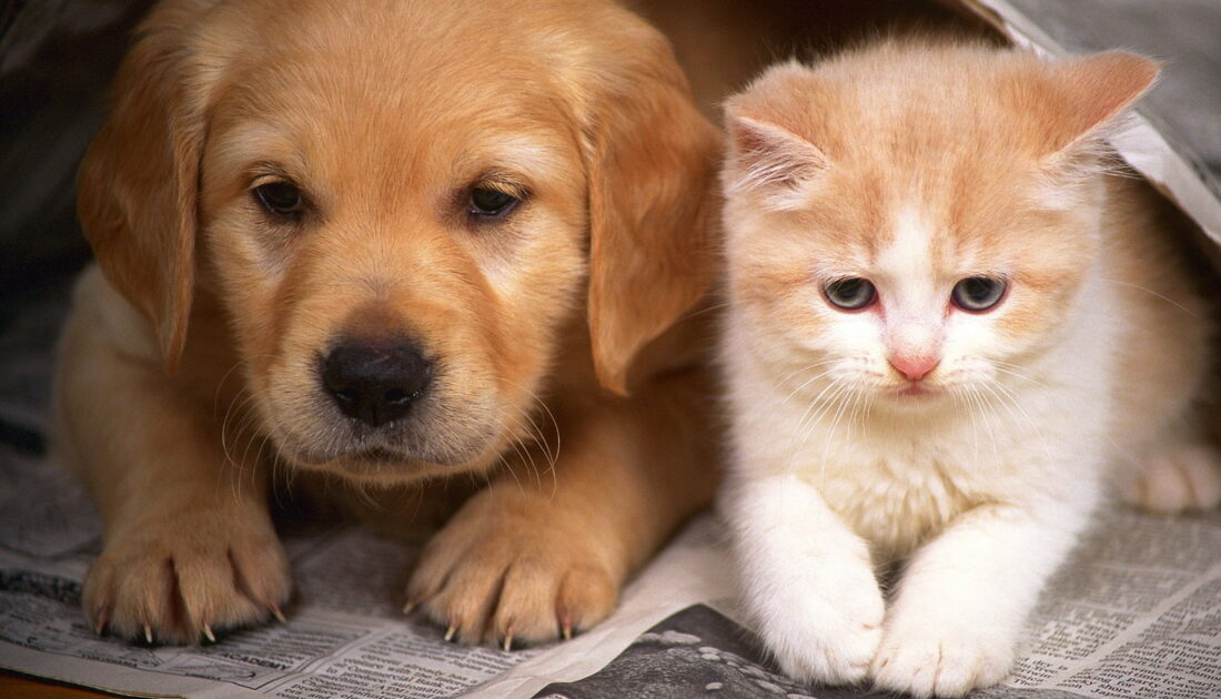 Kedi ve köpek sahipleri dikkat! Çip için yasal süre 31 Aralık’ta doluyor