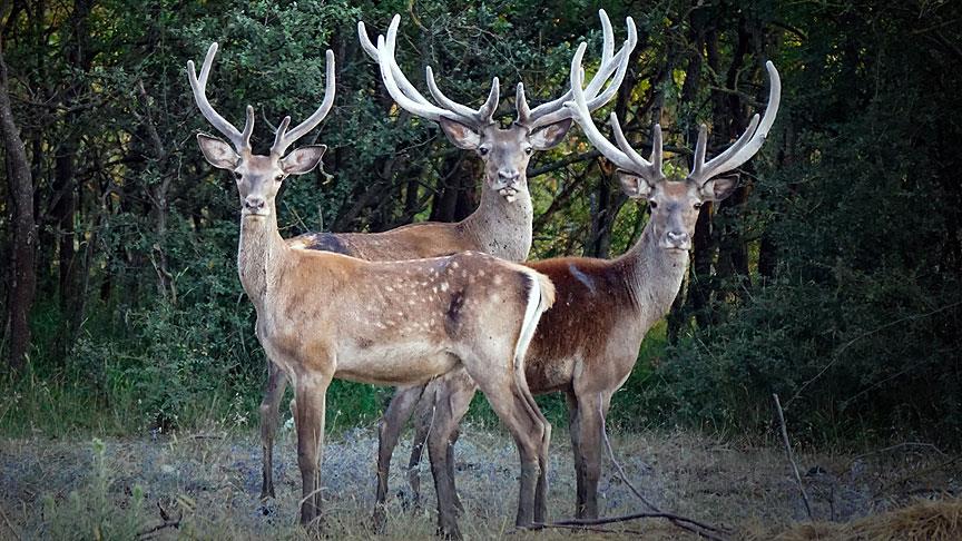 Uludağ’da yaban hayatı foto kapana yansıdı