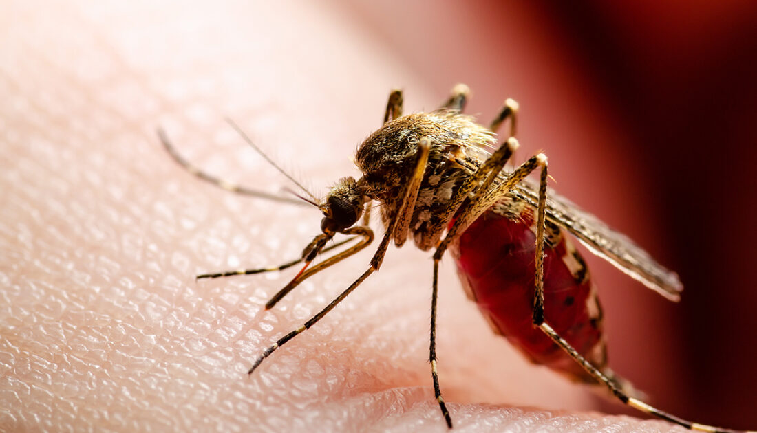Süper sivrisinekler keşfedildi! Böcek ilacına bin kat dayanıklı