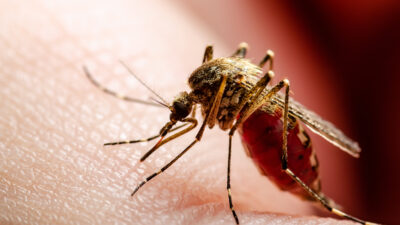 Süper sivrisinekler keşfedildi! Böcek ilacına bin kat dayanıklı