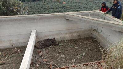Bursa’da sulama havuzuna düşen hayvan kurtarıldı