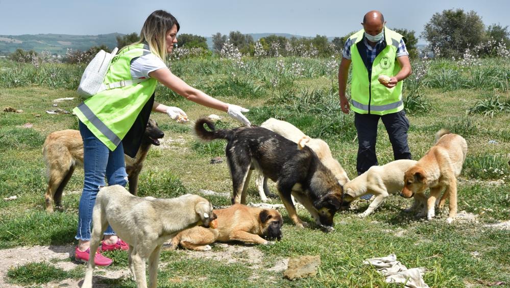 Sokak hayvanlarına Bursa Büyükşehir şefkati