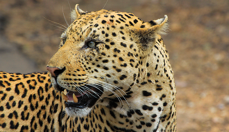 Hindistan’da leopar saldırısı: 13 yaralı