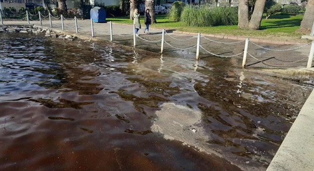 İzmit Körfezi, kısmen kahverengiye büründü