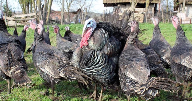 Yılbaşı öncesi hindinin fiyatı, kilosuna göre bin lirayı buluyor