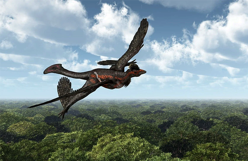 120 milyon yıl önce yaşamış ‘Microraptor’un son yemeği