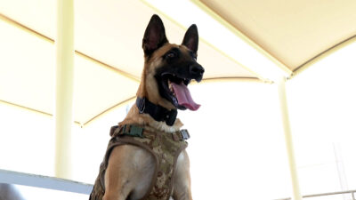 Dünya Kupası’nda TSK’nın bomba arama köpekleri de görev yapıyor
