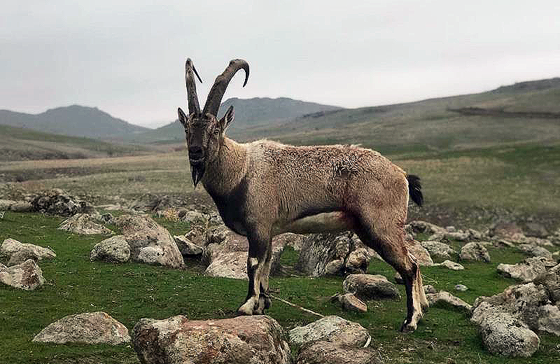 Yaralı dağ keçisi tedavi altına alındı