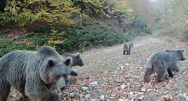 Fotokapanla yaban hayatı analizi yapıldı